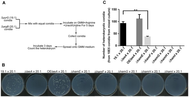 FIGURE 3