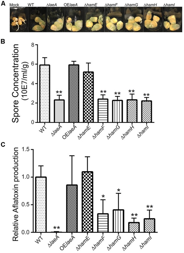 FIGURE 4