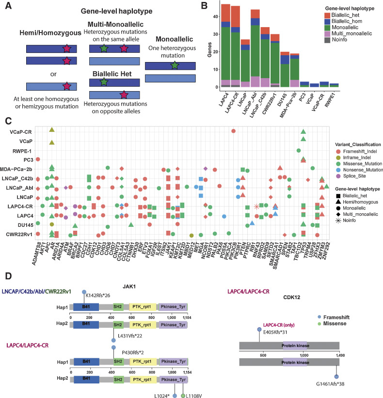 Figure 1. Phasing of somatic mutations to determine gene-level haplotype. A, Schematic of gene-level haplotype, derived from phased linked read sequencing data, distinguishes between genes with multiple heterozygous mutations on the same or different alleles. Dark blue or light blue bars represent each allele for a given gene. Red and green stars indicate examples for the positions of mutations. B, Somatic mutations on “Longtail” genes previously found to be recurrently mutated in prostate cancer (4) stratified by gene-level haplotype. C, Cell line mutations in the Longtail panel of cancer driver genes that are recurrently mutated in human prostate cancer, with variant classification for each mutation, and gene-level haplotype for each gene annotated for each cell line. D, Lollipop plots showing locations of JAK1 and CDK12 biallelic heterozygous mutations relative to positions of Pfam domains. Colors of the lollipop heads indicate the variant classification for each mutation (blue = frameshift; green = missense).