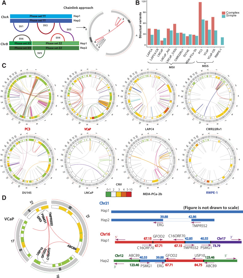 Figure 2. Identification and phasing of structural alterations. A, The ChainLink approach uses phase information for each breakpoint to chain together complex SVs. In this schematic, SV 1, 2, 3, 4 on two different chromosomes are chained together into a complex SV cluster based on phase information on each breakpoint; SV 5 and 6 are considered simple SVs. B, Number of SVs classified as simple or complex in each cell line. C, Circos plots representing CNV and SVs on the eight parental cell lines in this study: MSI stable (red), MSI high (black), and nonmalignant immortalized prostatic epithelium (navy). Heatmap track beneath chromosome ideograms represents CNV with colors representing copy number. Innermost link track represents large SVs: complex SVs are colored by chain; simple SVs are gray. D, Left: Circos plot showing the chromoplexy event associated with the TMPRSS2-ERG fusion gene formation in VCaP. Genes interrupted by these SVs are labeled on the innermost track. Right: genomic anatomy of the breakpoints involved in the chromoplexy event leading to the TMPRSS2-ERG fusion gene in VCaP and detailed rearrangement configuration of the 3 Mb sequence between the TMPRSS2-ERG genomic breakpoint. Genomic coordinates are in Mb per reference genome hg19. Arrows represent gene direction.