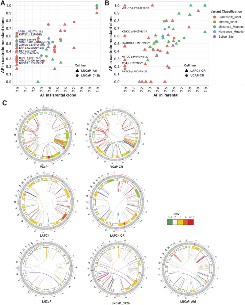 Figure 3. Comparison of LNCaP, LAPC4 parental cell lines with their respective CR derivatives. A and B, Allele frequencies for each mutation in CR clones LNCaP_Abl, LNCaP_C42b, LAPC4-CR and their associated parental lines (LNCaP and LAPC4). Mutations seen along the y-axis represent new mutations arising in the CR lines not found in the parental cells. C, Juxtaposition of SVs in parental and CR clones. Heatmap track beneath chromosome band represents CNV with colors representing copy number. Innermost link track represents large SVs as defined by barcode overlap: complex SVs are colored by chain; simple SVs are gray.