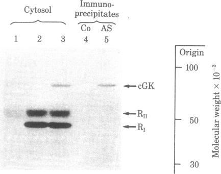 graphic file with name pnas00652-0677-a.jpg