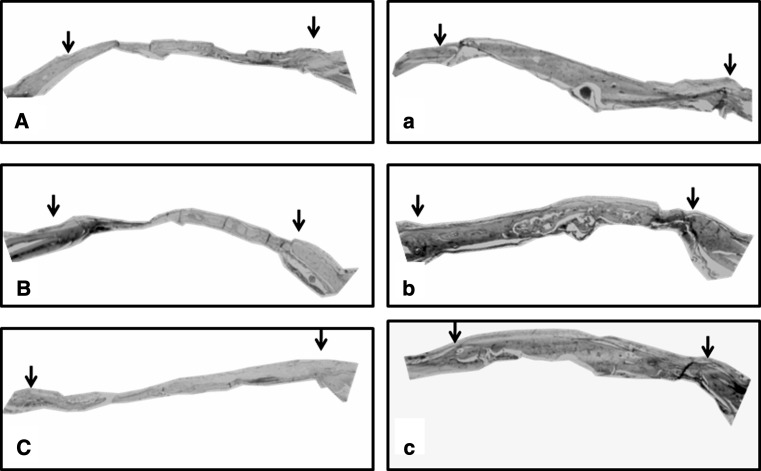 Fig. 8