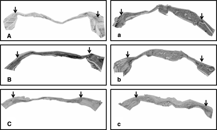 Fig. 7