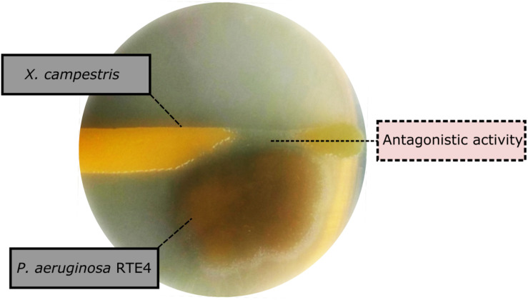 FIGURE 3