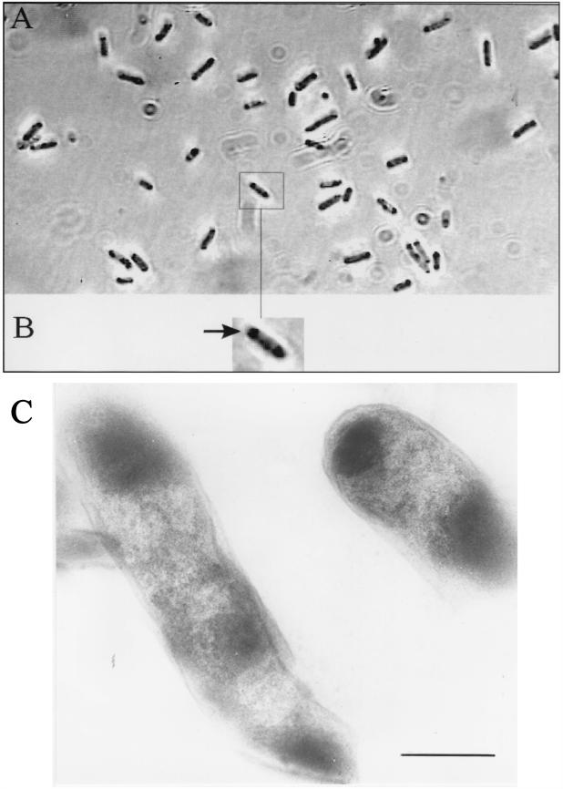 FIG. 1