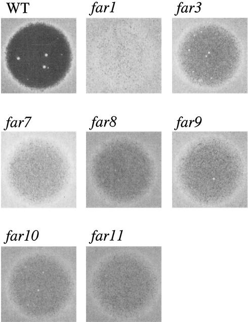 FIG. 2.