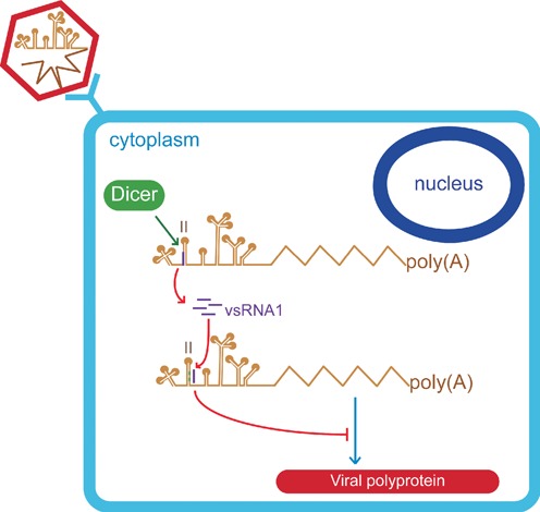 Figure 7.