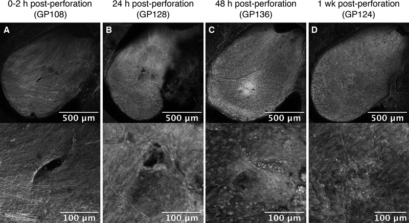 FIG. 3.