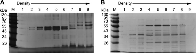 FIG 1