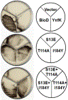 Fig. 4.