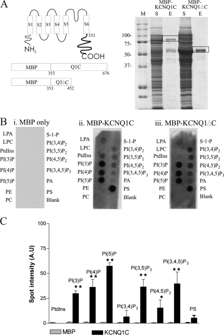 FIGURE 1.