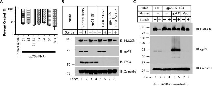 FIGURE 5: