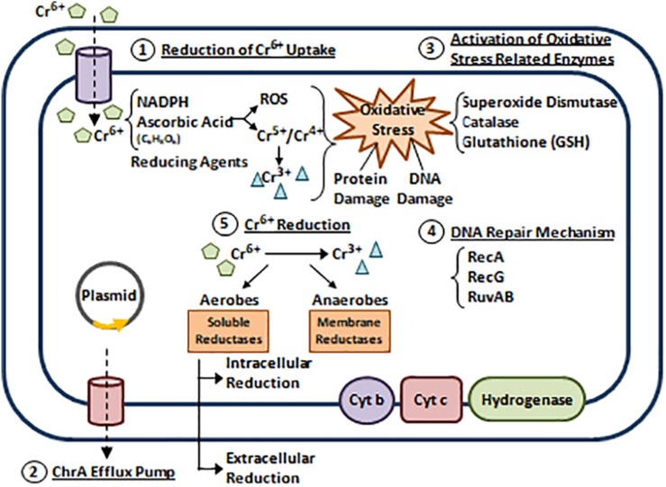 FIGURE 5