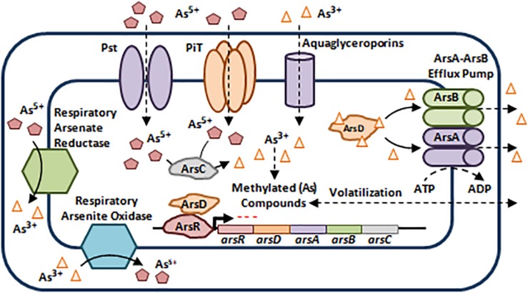 FIGURE 4