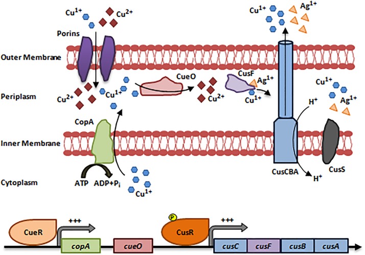 FIGURE 1