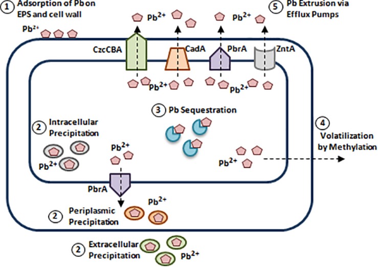 FIGURE 6