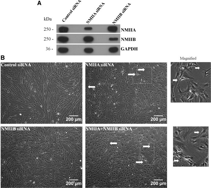 FIG. 7.