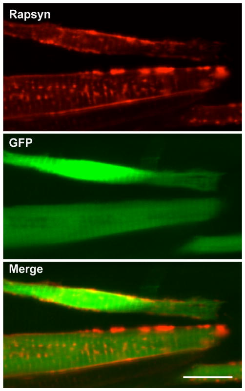 Fig 6