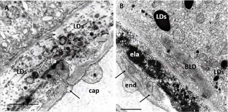 Fig. 8