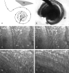 Fig. 9.