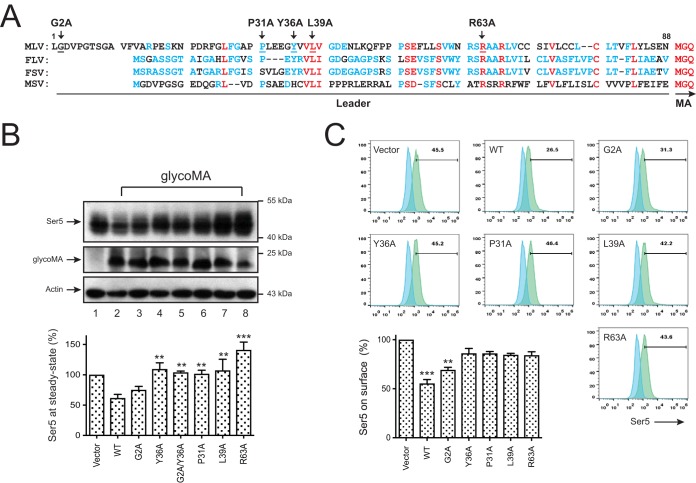 FIG 2