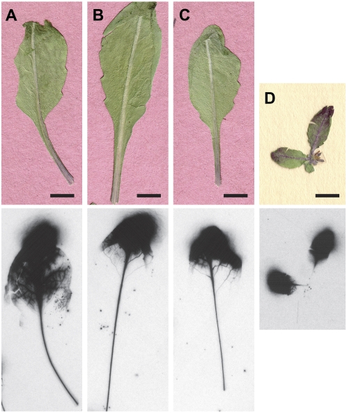 Figure 5.