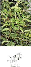 Fig. (2)