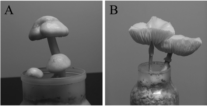 Fig. 2