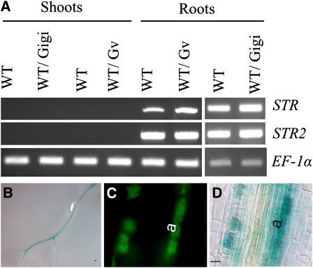 Figure 5.