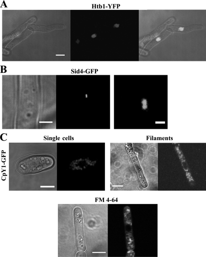 Fig. 4.