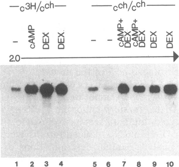 graphic file with name pnas00349-0323-a.jpg