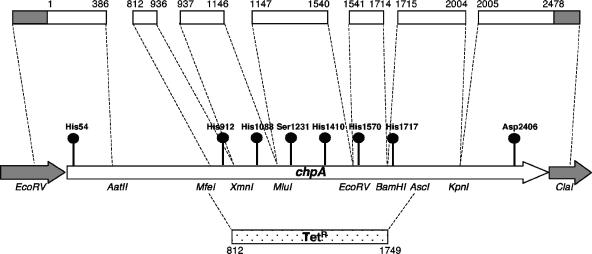 FIG. 1.