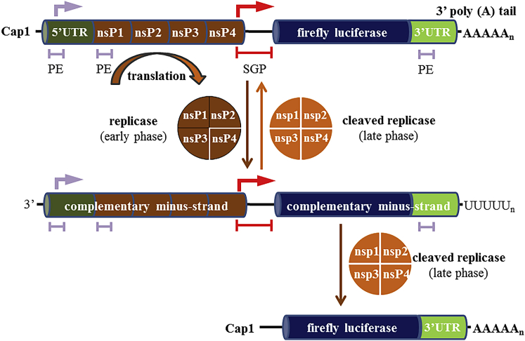 Figure 1