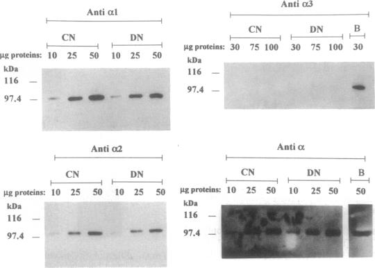 graphic file with name pnas01135-0489-a.jpg