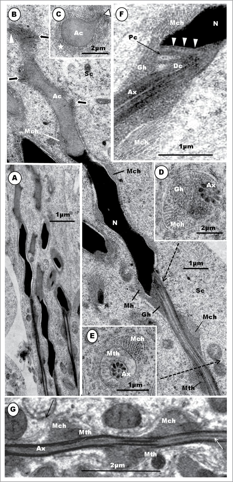 Figure 19.