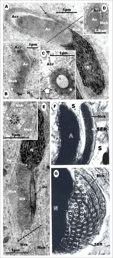 Figure 17.