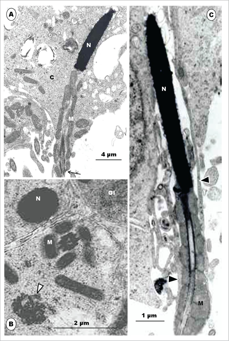 Figure 11.