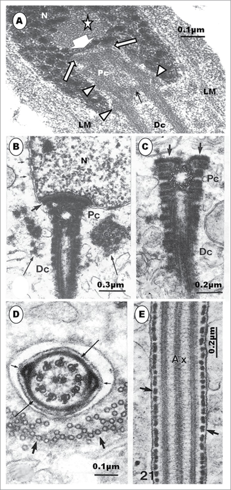 Figure 7.