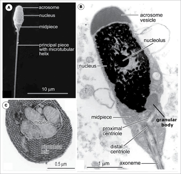 Figure 23.