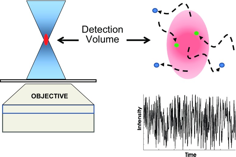 Fluorescence fluctuation spectroscopy: ushering in a new age of ...