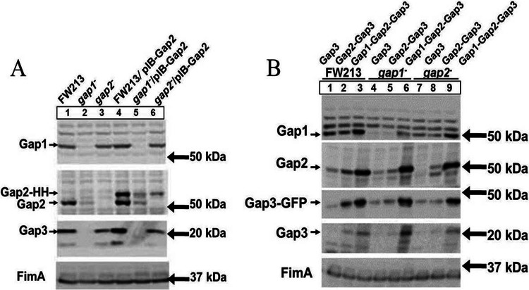 Fig 7