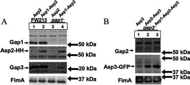 Fig 8