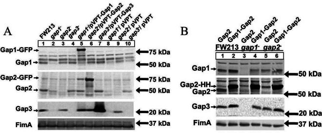 Fig 6