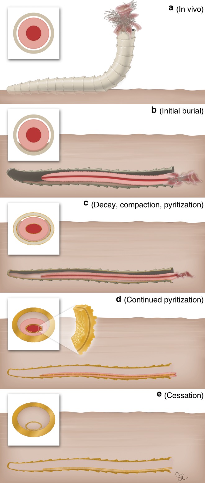 Fig. 7