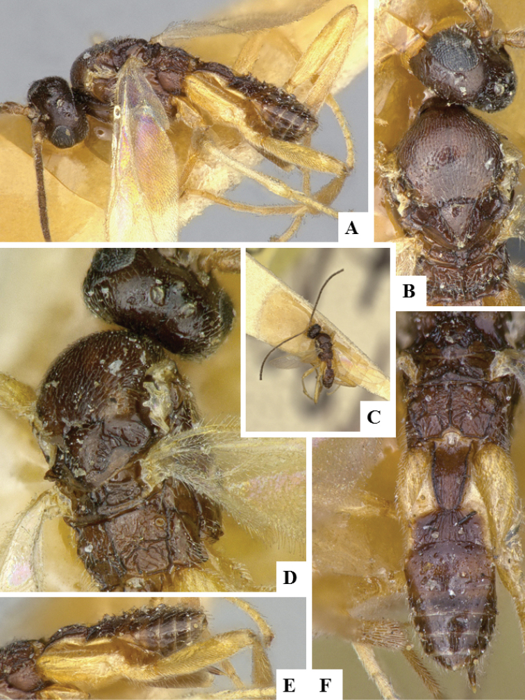 Figure 25.