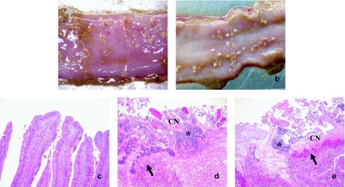 FIG. 2.