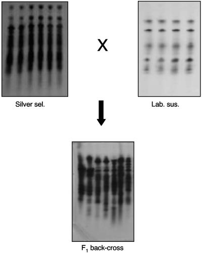 FIG. 5.