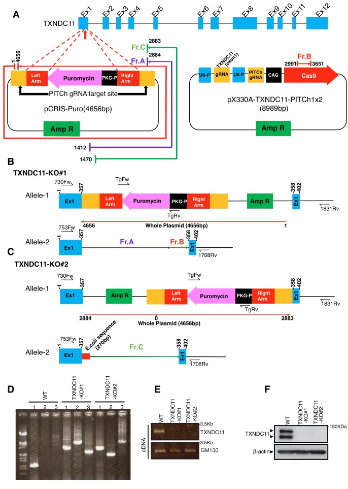 Figure 3—figure supplement 1.