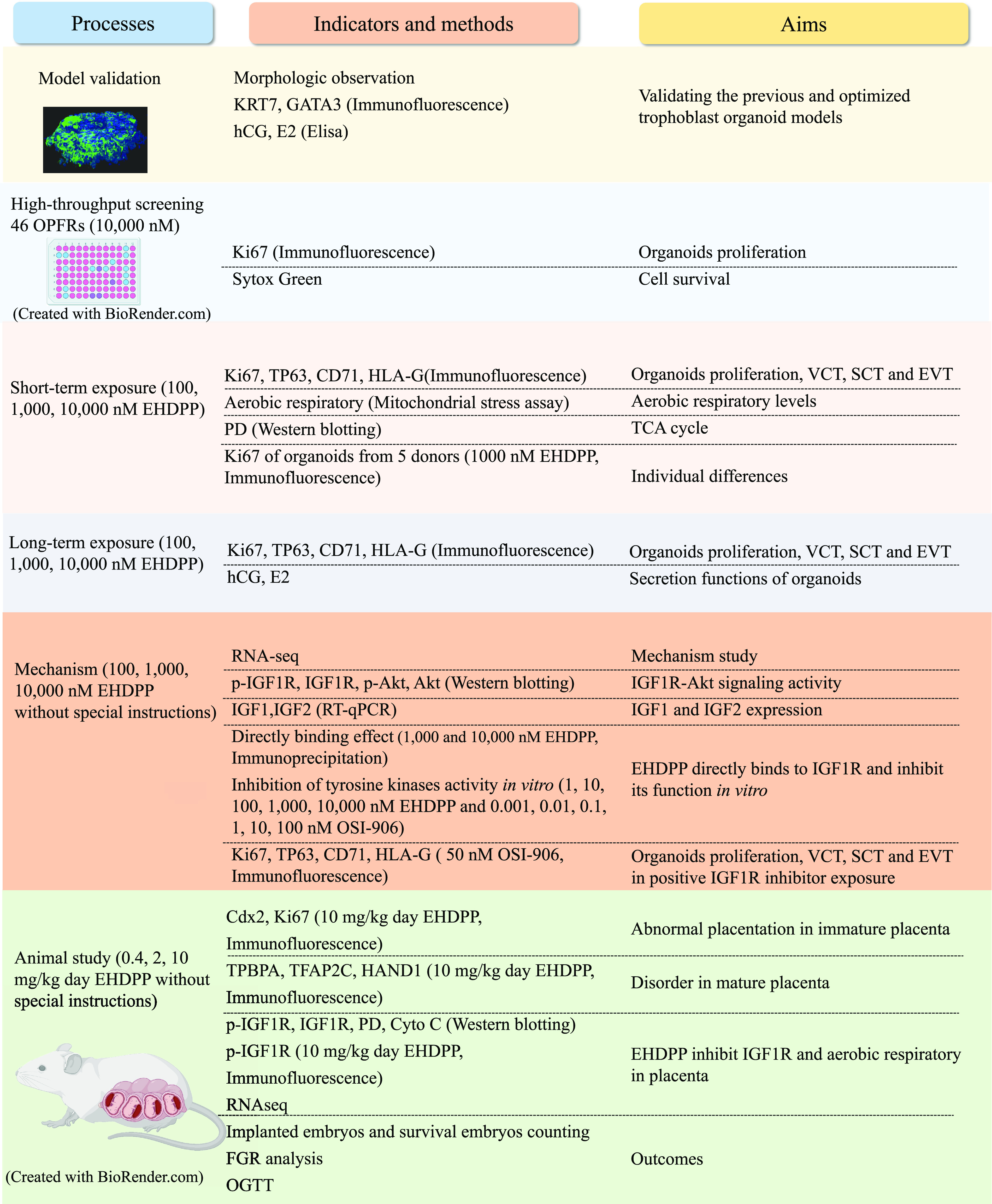 Figure 1 is a flowchart having three parts, namely, Processes, Indicators and methods, and Aims. There are six steps. Step 1: Process: Model validation; Indicators and methods: Morphologic observation keratin 7, G A T A 3 (Immunofluorescence) human chorionic gonadotropin, and estradiol (Elisa); and Aims: Validating the previous and optimized trophoblast organoid models. Step 2: Process: High-throughput screening of 46 organophosphate flame retardants (10000 nanomolar); Indicators and methods: Antigen K I-67 (Immunofluorescence) and Sytox Green; and Aims: Organoids proliferation and Cell survival. Step 3: Process: Short-term exposure (100, 1000, 10000 nanomolar 2-ethylhexyl-diphenyl phosphate); Indicators and methods: Antigen K I-67, tumor protein 63, transferrin receptor, human leukocyte antigen protein-G (Immunofluorescence), Aerobic respiratory (Mitochondrial stress assay), pyruvate dehydrogenase complex (western blotting), Antigen K I-67 of organoids from 5 donors (1000 nanomolar 2-ethylhexyl-diphenyl phosphate, Immunofluorescence); and Aims: Organoids proliferation, villous cytotrophoblast, syncytiotrophoblast, and extravillous trophoblast cell, Aerobic respiratory levels, tricarboxylic acid cycle, and Individual differences. Step 4: Process: Long-term exposure (100, 1000, 10000 nanomolar 2-ethylhexyl-diphenyl phosphate); Indicators and methods: Antigen K I-67, tumor protein 63, transferrin receptor, human leukocyte antigen protein-G (Immunofluorescence), human chorionic gonadotropin, and estradiol; and Aims: Organoids proliferation, villous cytotrophoblast, syncytiotrophoblast, and extravillous trophoblast cell, and Secretion functions of organoids. Step 5: Process: Mechanism (100, 1000, 10000 nanomolar 2-ethylhexyl-diphenyl phosphate without special instructions); Indicators and methods: ribonucleic acid sequence, phosphorylated-insulin growth factor 1 receptor, insulin-like growth factor 1 receptor, phosphorylated-protein kinase B, protein kinase B (western blotting), insulin-like growth factor 1, insulin-like growth factor 2 (Reverse transcription-quantitative polymerase chain reaction), Directly binding effect (1000 and 10000 nanomolar 2-ethylhexyl-diphenyl phosphate, Immunoprecipitation), Inhibition of tyrosine kinases activity in vitro (1, 10, 100, 1000, 10000 nanomolar 2-ethylhexyl-diphenyl phosphate and 0.001, 0.01, 0.1, 1, 10, 100 nanomolar linsitinib), Antigen K I-67, tumor protein 63, transferrin receptor, human leukocyte antigen protein-G (50 nanomolar linsitinib, Immunofluorescence); and Aims: Mechanism study, insulin growth factor 1 receptor- protein kinase B signaling activity, insulin growth factor 1 and insulin growth factor 2 expression, 2-ethylhexyl-diphenyl phosphate directly binds to insulin growth factor 1 receptor and inhibit its function in vitro, Organoids proliferation, villous cytotrophoblast, syncytiotrophoblast, and extravillous trophoblast cell in positive insulin growth factor 1 receptor inhibitor exposure. Step 6: Animal study (0.4, 2, 10 milligrams per kilogram per day 2-ethylhexyl-diphenyl phosphate without special instructions); Indicators and methods: Caudal-type homeobox 2, Antigen K I-67, (10 milligrams per kilogram per day 2-ethylhexyl-diphenyl phosphate, Immunofluorescence), trophoblast-specific protein alpha, transcription factor activating protein 2 gamma, Heart And Neural Crest Derivatives Expressed 1 (10 milligrams per kilogram per day 2-ethylhexyl-diphenyl phosphate, Immunofluorescence), phosphorylated-insulin growth factor 1 receptor, insulin-like growth factor 1 receptor, pyruvate dehydrogenase complex, cytochrome C (western blotting), phosphorylated-insulin growth factor 1 receptor (10 milligrams per kilogram per day 2-ethylhexyl-diphenyl phosphate, Immunofluorescence), ribonucleic acid sequence, Implanted embryos and survival embryos counting, fetal growth restriction analysis, and oral glucose tolerance test; and Aims: Abnormal placentation in immature placenta, Disorder in mature placenta, 2-ethylhexyl-diphenyl phosphate inhibit insulin growth factor 1 receptor and aerobic respiratory in placenta, and Outcomes.